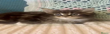 Maine Coon 2