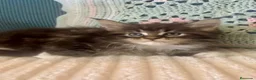 Maine Coon gatos en venta: Rey- Diez cattery  - Anuncio 10