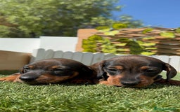 Teckel Miniatura perros en venta: TECKEL MINIATURA MACHO - Imagen 8