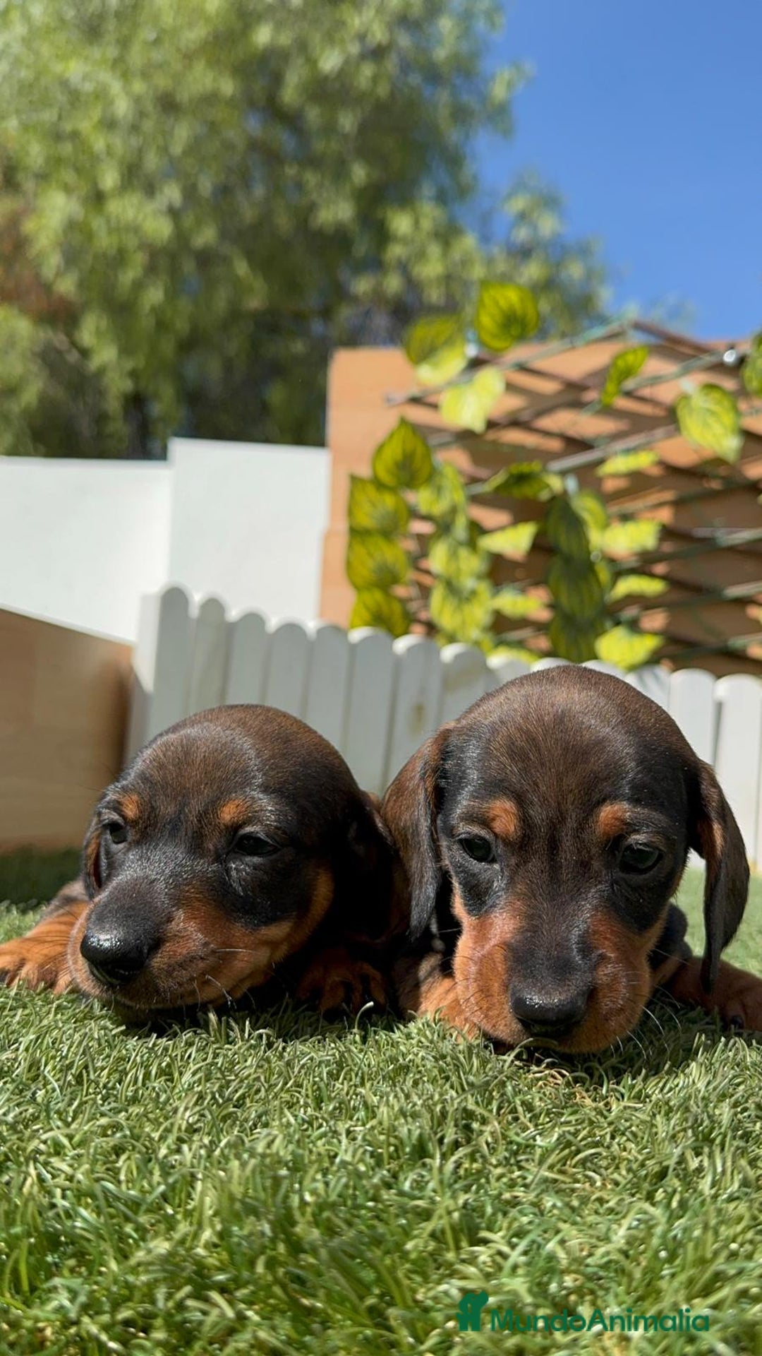 Teckel Miniatura perros en venta: TECKEL MINIATURA MACHO - Imagen 8
