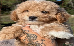Maltipoo perros en venta: Maltipoo f2  - Imagen 2