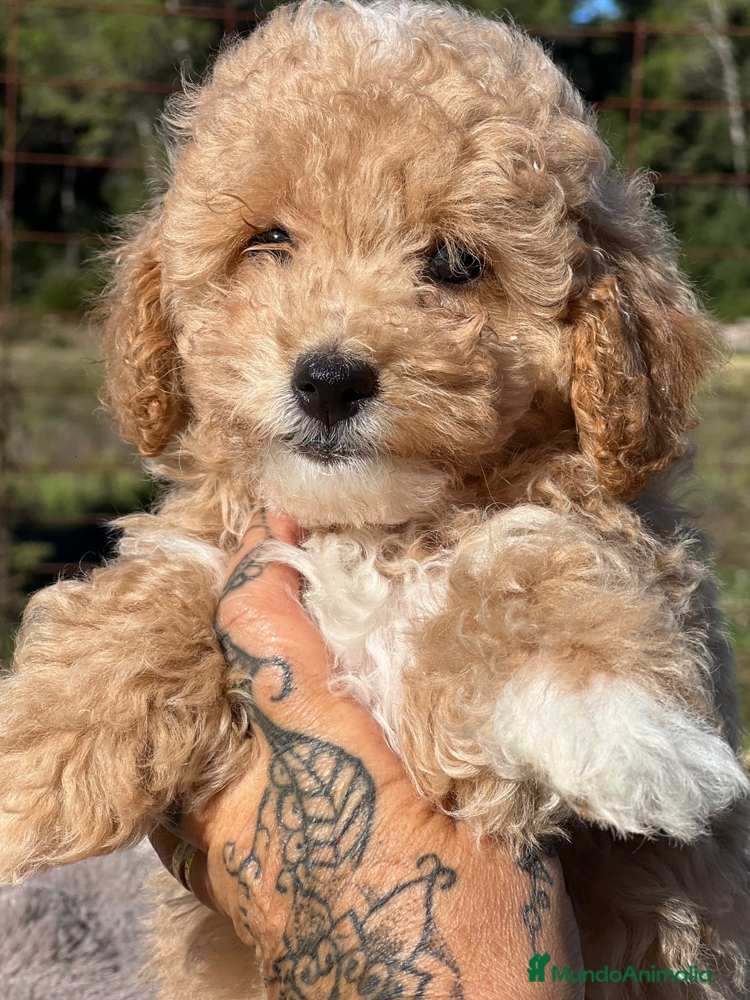 Maltipoo perros en venta: Maltipoo f2  - Imagen 2
