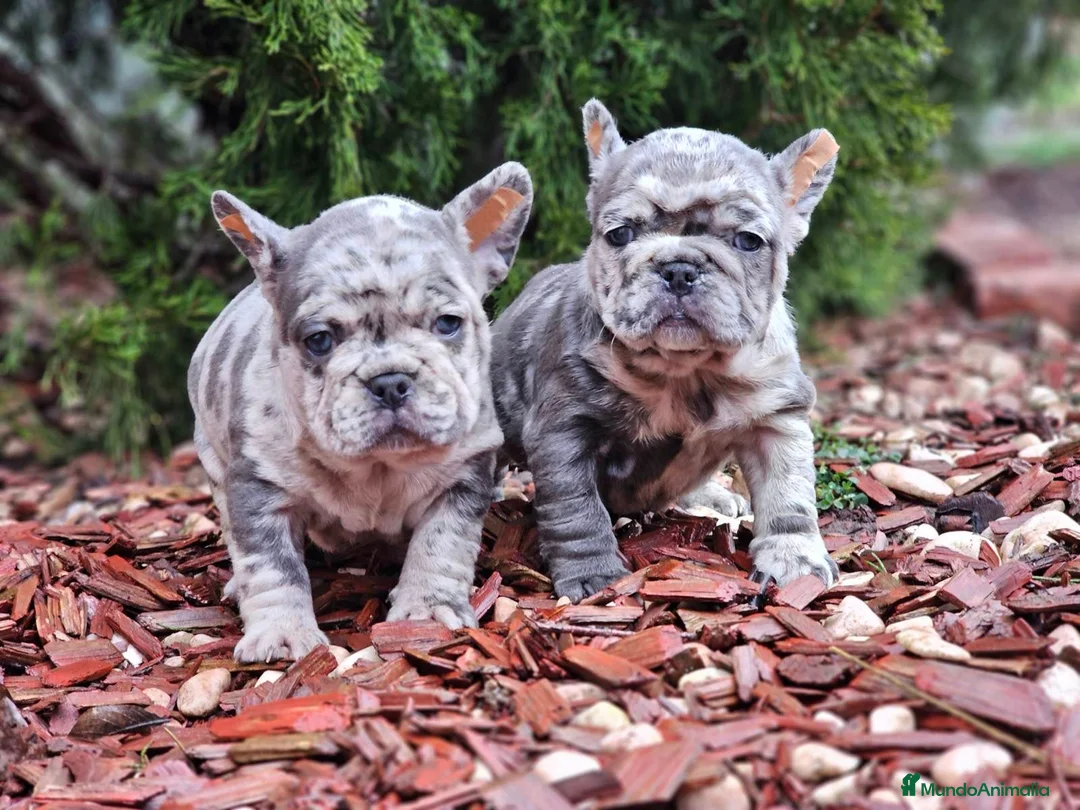 Bulldog Francés perros en venta: ‼️‼️BULLDOG FRANCES EXÓTICOS - Anuncio 1