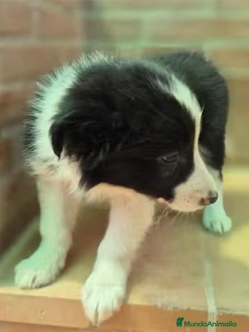 Border Collie perros Border collie negro y blanco - Anuncio 2