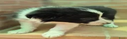 Border Collie perros en venta: Border collie negro y blanco - Anuncio 2