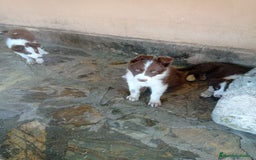 Border Collie perros en venta: border collie chocolayes y blancos  - Imagen 5