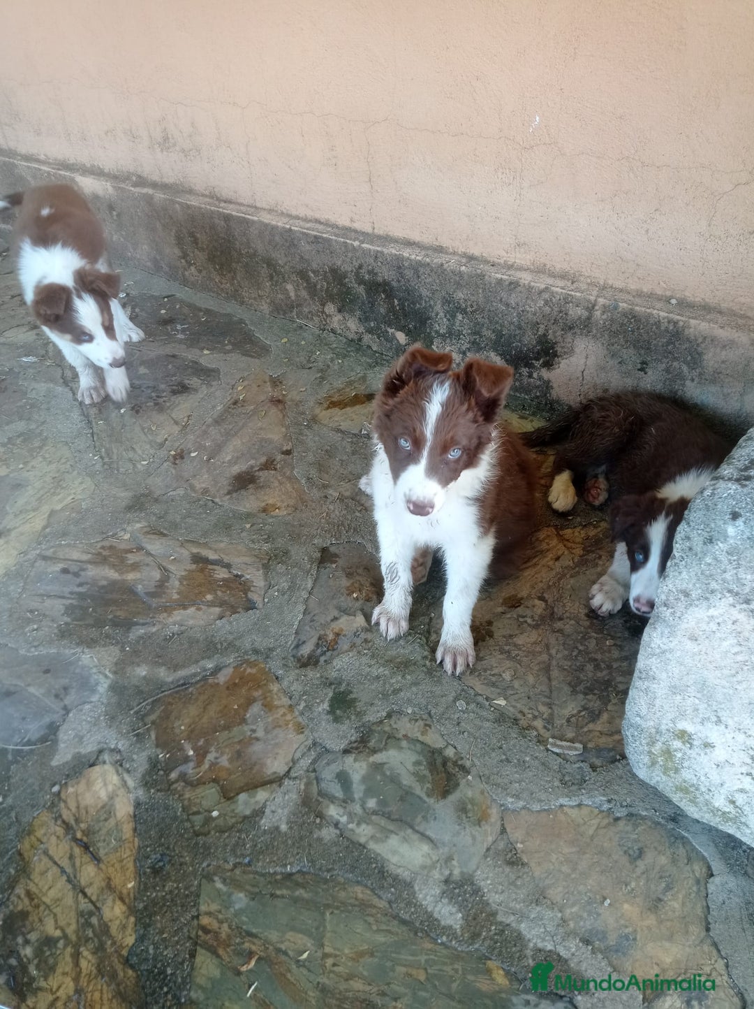 Border Collie perros en venta: border collie chocolayes y blancos  - Imagen 5