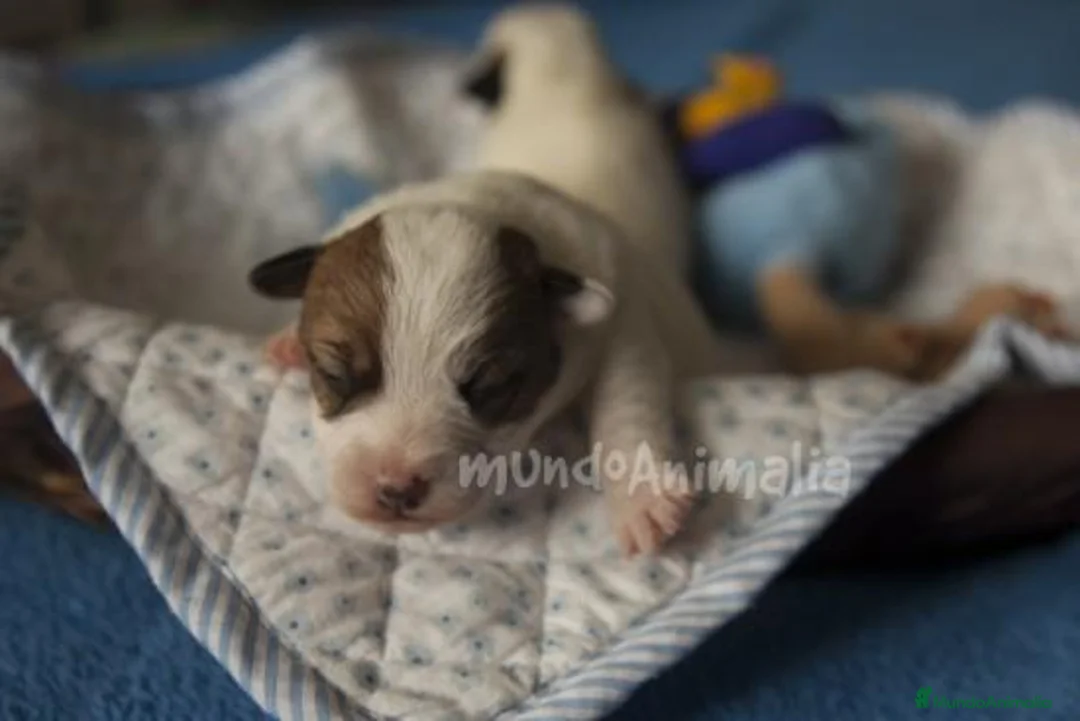 Imagen de galería {{count}}