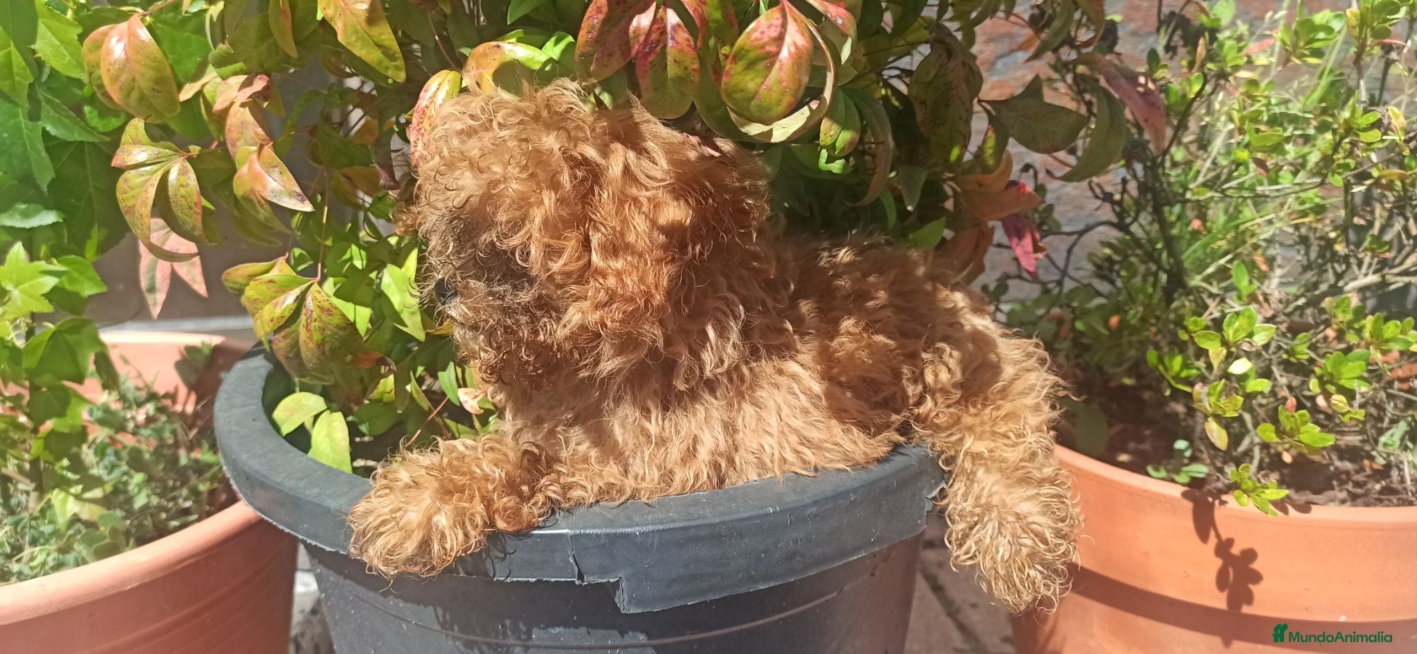 Caniche Toy perros CANICHE TOY - Anuncio 3