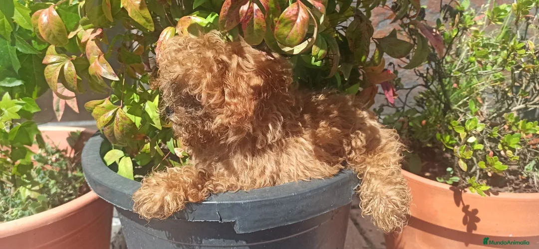 Caniche Toy perros en venta: CANICHE TOY - Anuncio 1