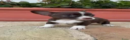 Chihuahua perros en venta: CHIHUAHUA MACHO CHOCOLATE – UN PEQUEÑO QUE ENAMORA - Anuncio 9