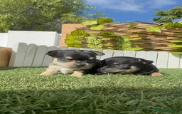 Chihuahua perros en venta: CHIHUAHUA-OJOS AZULES - Imagen 24