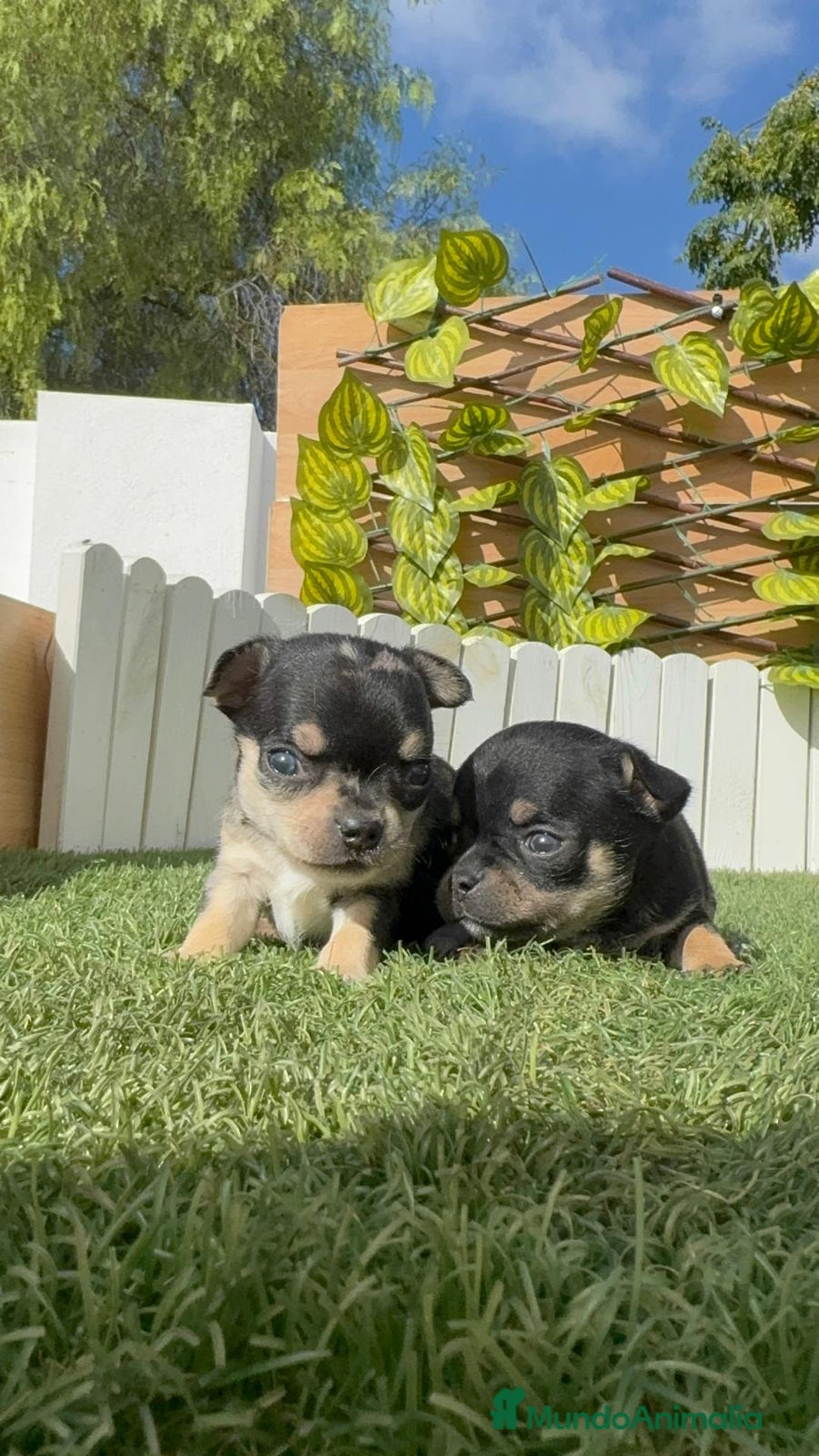 Chihuahua perros en venta: CHIHUAHUA-OJOS AZULES - Imagen 24