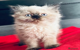 Persa gatos en venta: Gatitos persas chatos - Imagen 1