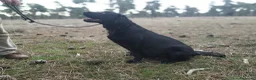 Labrador Retriever perros en venta: Labradores negros - Anuncio 4