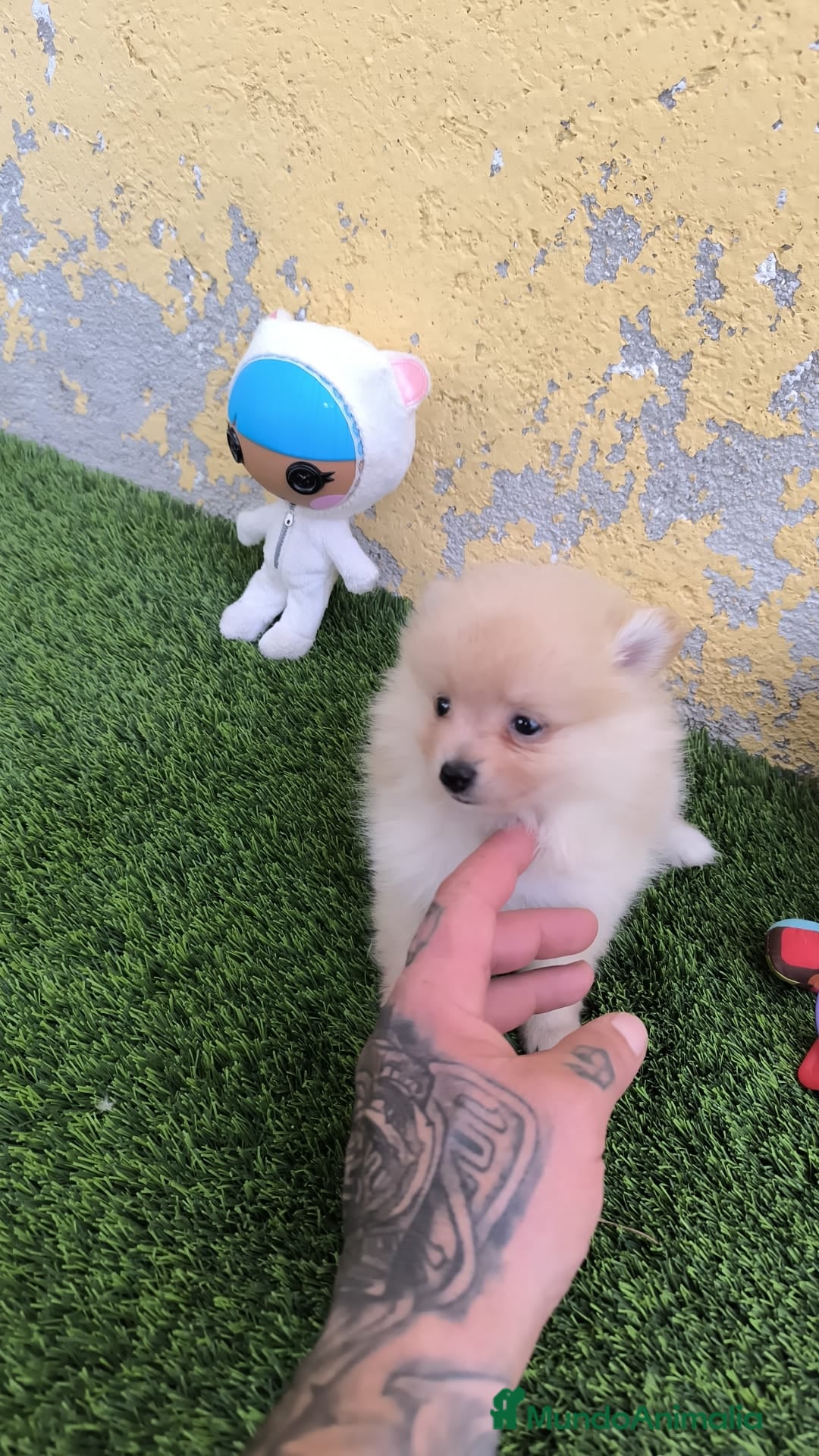 Pomerania perros en venta: PRECIOSA POMERANIA MINI - Imagen 2
