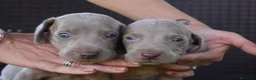 Weimaraner perros en venta: Weimaraner disponibles. en Valencia - Anuncio 4