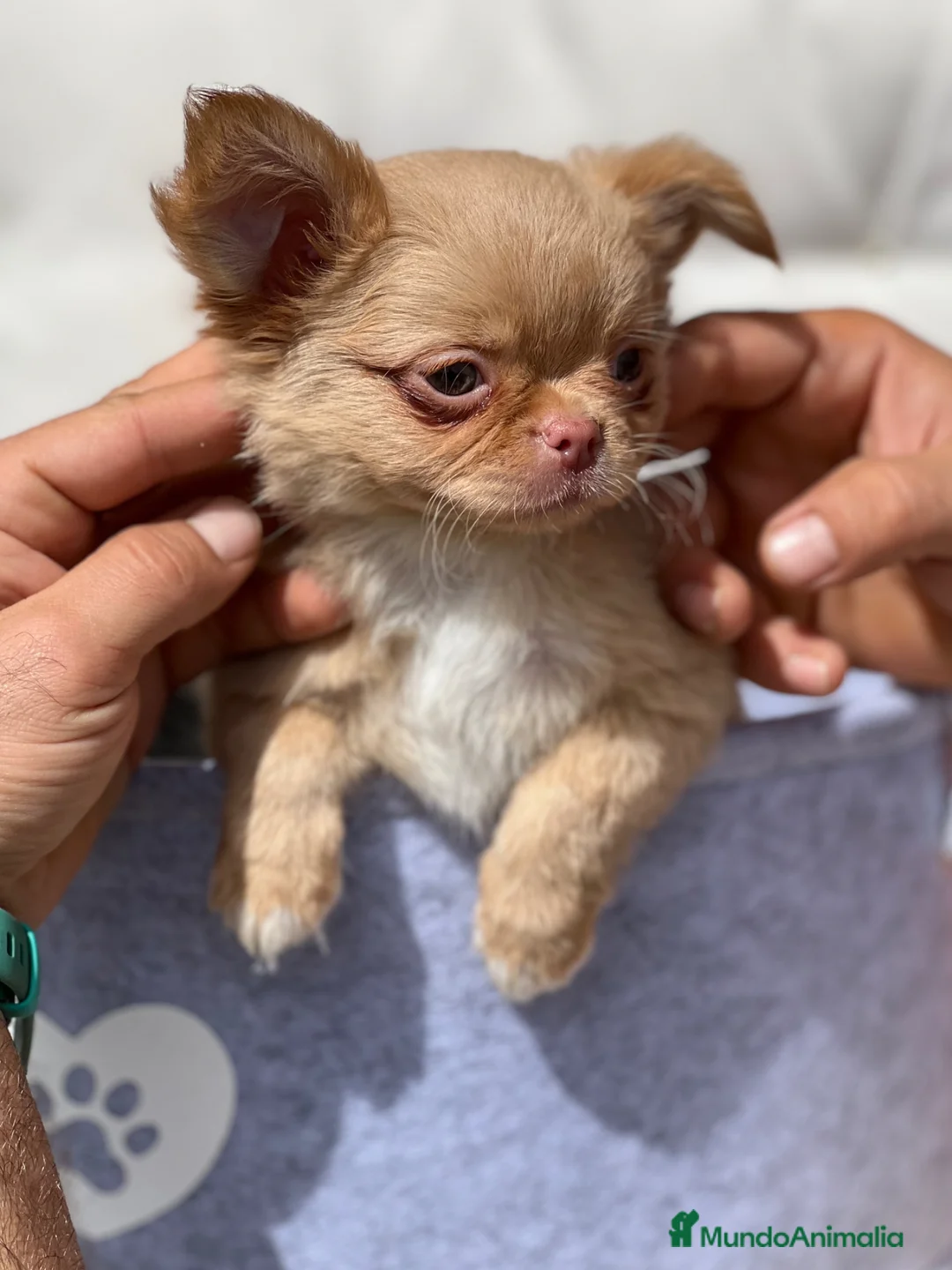 Chihuahua perros en venta: ESPECTACULAR MACHITO DE CHIHUAHUA PELO LARGO  - Anuncio 4