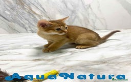 Abisinio gatos en venta:  Abisinio Hembra de Mia 7910 AQUANATURA - Imagen 5