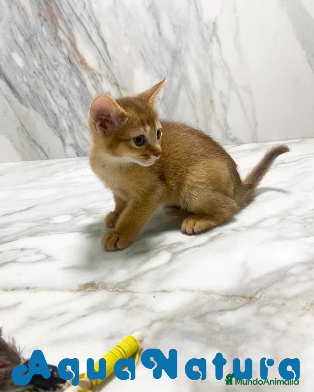 Abisinio gatos en venta:  Abisinio Hembra de Mia 7910 AQUANATURA - Imagen 5