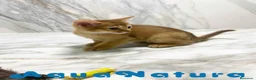 Abisinio gatos en venta:  Abisinio Hembra de Mia 7910 AQUANATURA - Anuncio 5