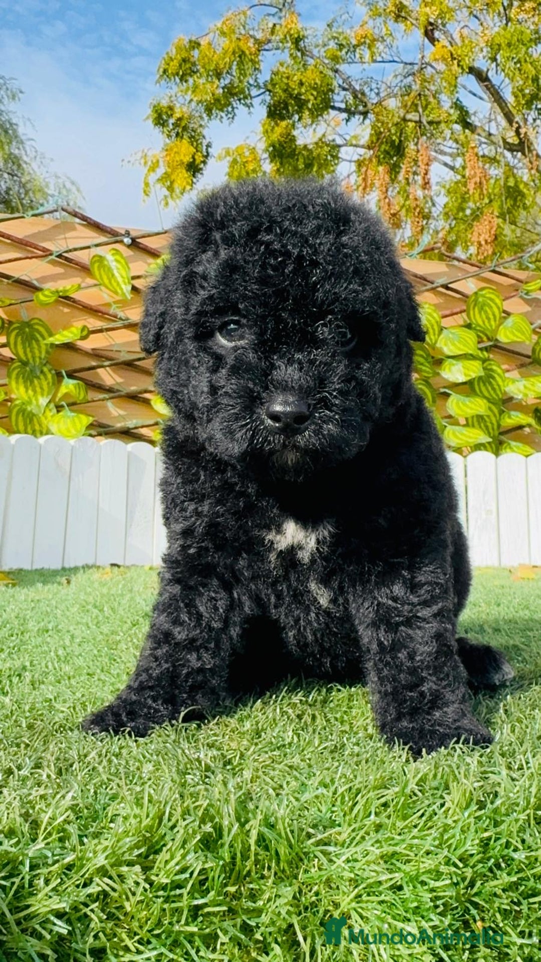 Perro de Agua Español perros en venta: PERRO DE AGUA  - Anuncio 19