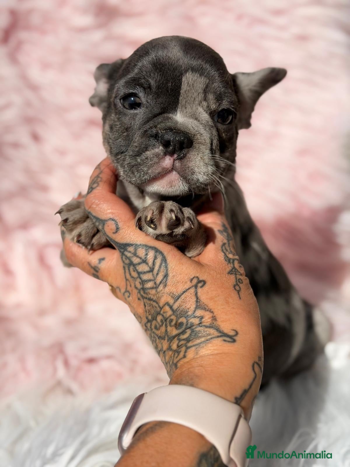 Bulldog Francés perros en venta: Bulldog frances hembra blue merle - Anuncio 1
