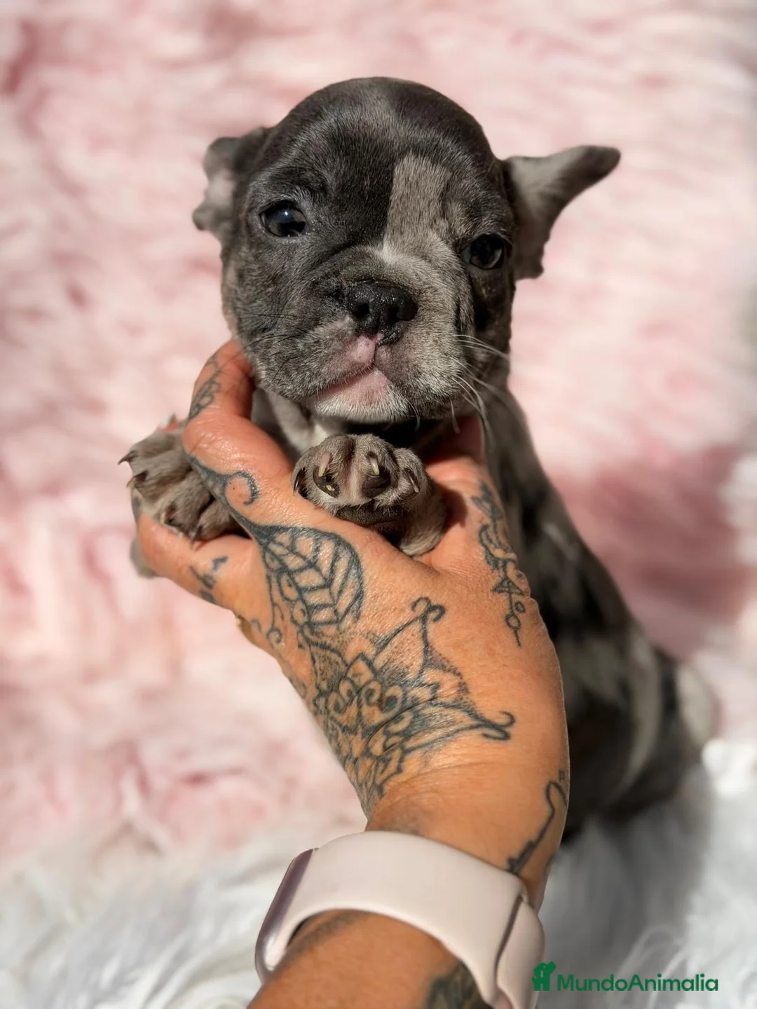 Bulldog Francés perros en venta: Bulldog frances hembra blue merle - Anuncio 1