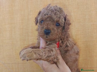 Caniche Toy perros - Anuncio 29