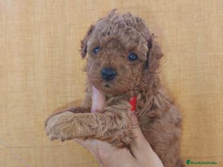 Caniche Toy perros Caniche apricot - Anuncio 22