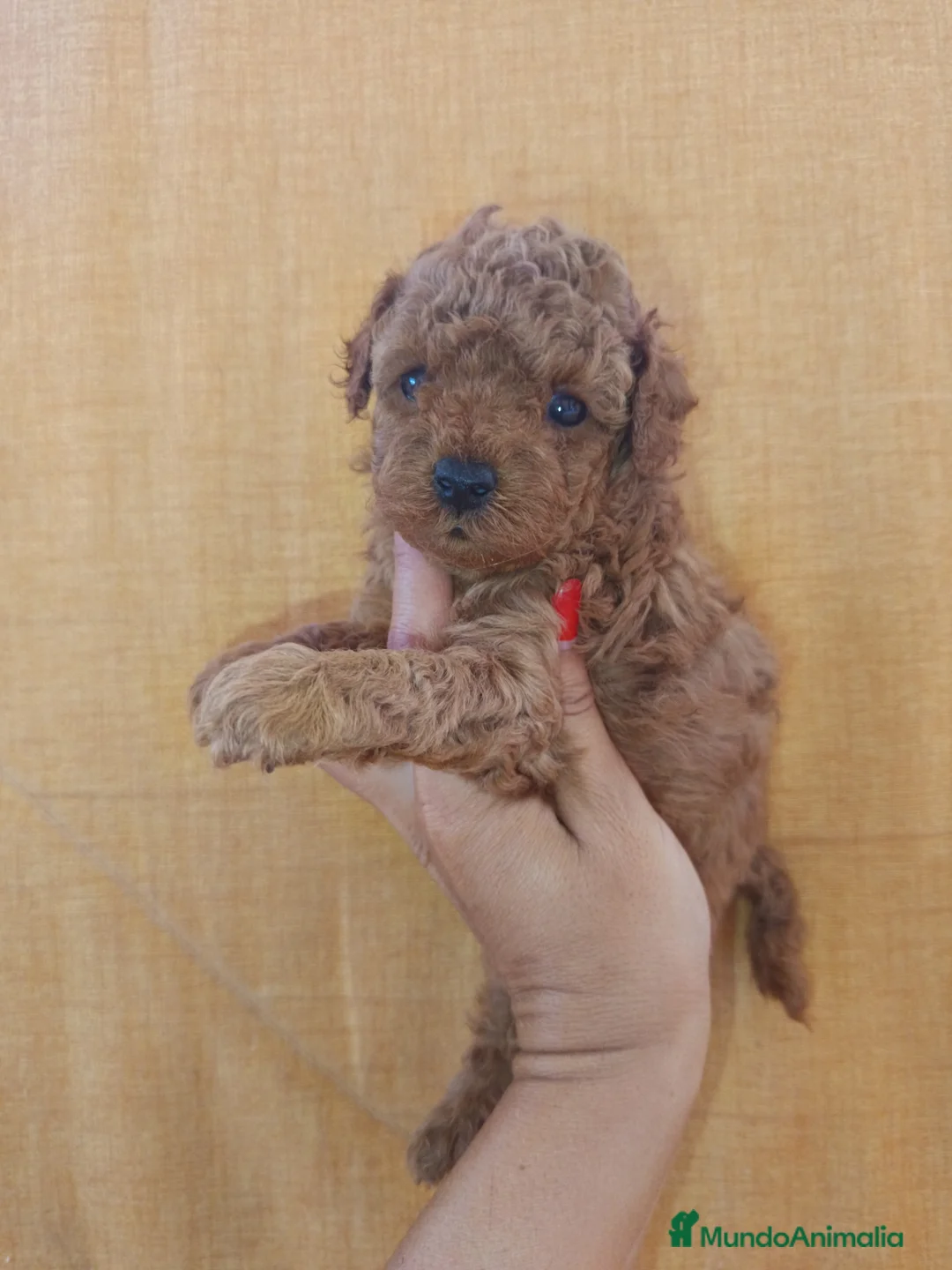 Caniche Toy perros en venta: Caniche apricot  - Anuncio 1