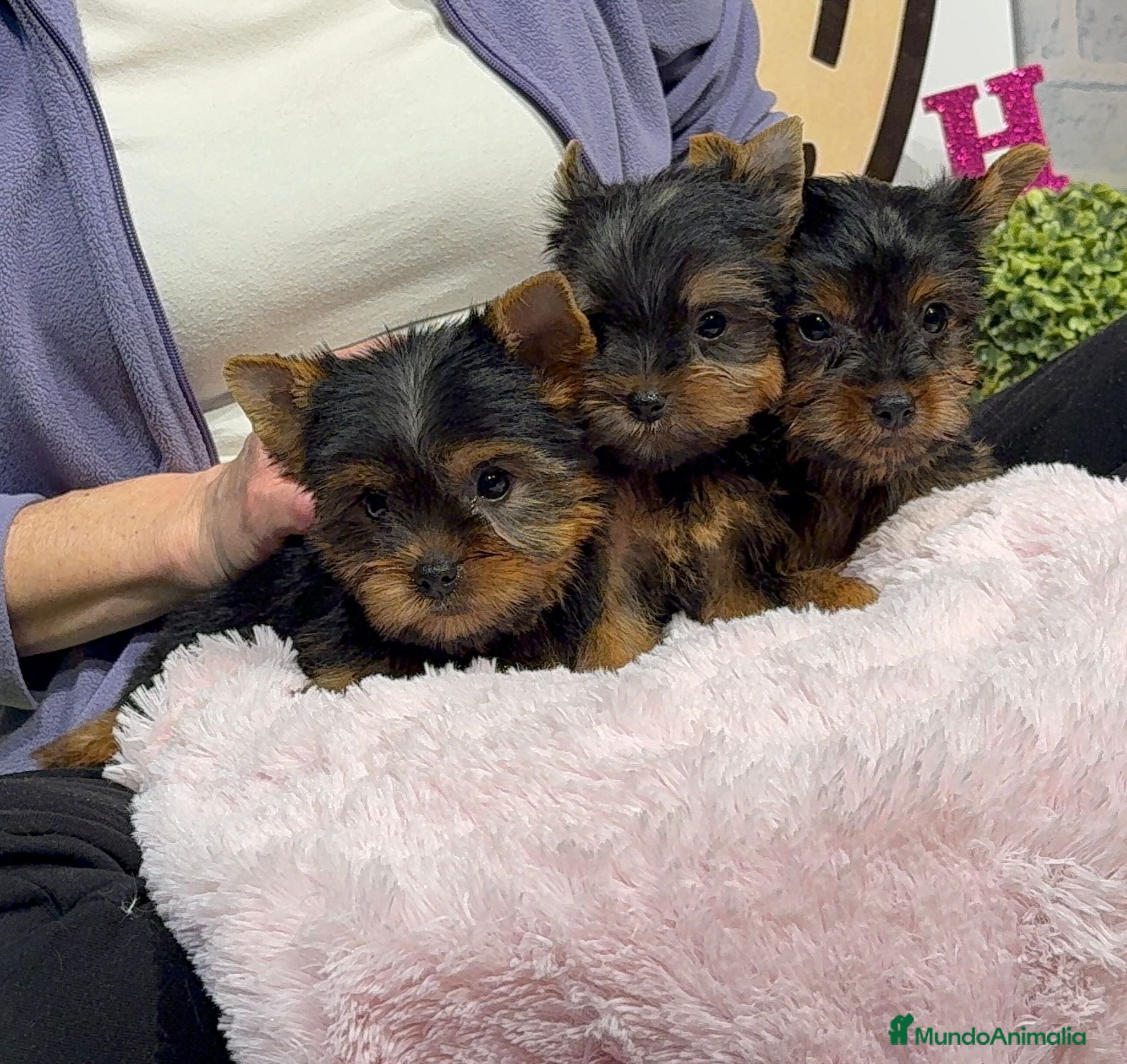 Yorkshire Terrier perros Yorkshire terrier - Anuncio 1