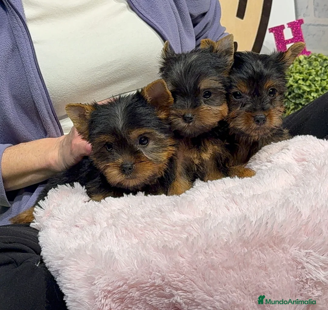Yorkshire Terrier perros en venta: Yorkshire terrier - Anuncio 1