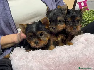 Yorkshire Terrier perros Yorkshire terrier - Anuncio 1