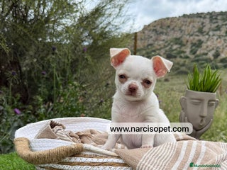 Chihuahua perros - Anuncio 30
