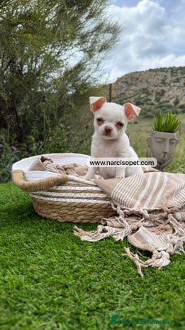 Chihuahua perros - Anuncio 11