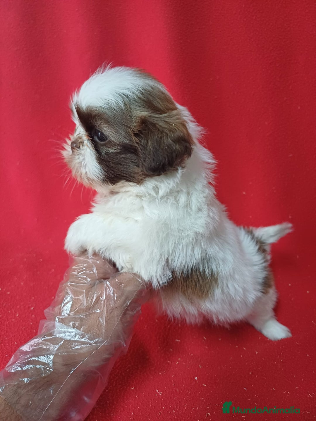 Shih Tzu perros en venta: Shihtzu - Imagen 2