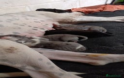 Dogo Alemán perros en venta: RESERVAS ABIERTAS, GRAN DANES 🤩 - Imagen 1
