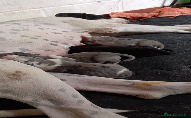 Dogo Alemán perros - Anuncio 1