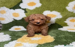 Caniche Toy perros en venta: Caniche Toy Rojo - Imagen 1
