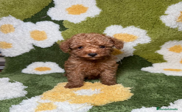 Caniche Toy perros - Anuncio 1