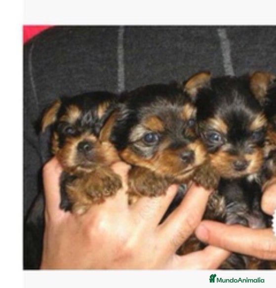 Yorkshire Terrier perros YORSHIRE TOYS GRAN CALIDAD  en Murcia - Anuncio 8