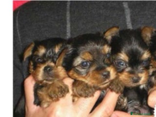 Yorkshire Terrier perros en Murcia - Anuncio 8