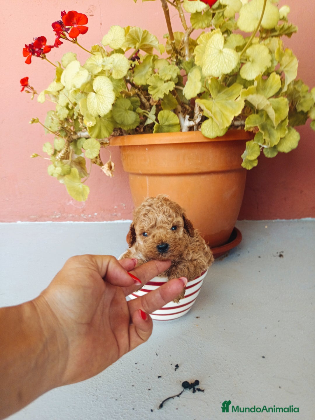 Caniche Toy perros en venta: Caniche toy apricot  - Imagen 1