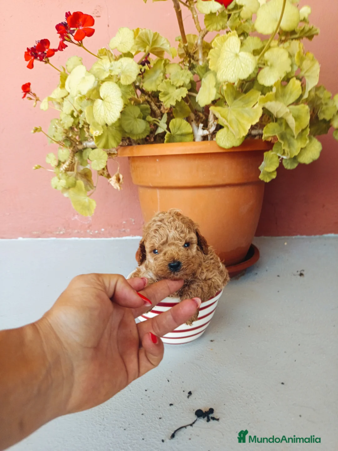 Caniche Toy perros en venta: Caniche toy apricot  - Anuncio 1