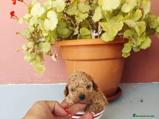 Caniche Toy perros Caniche toy apricot - Anuncio 34