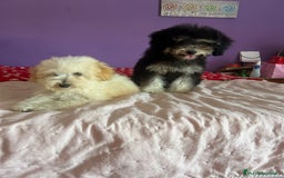 Caniche Toy perros en venta: Caniches toy !! - Imagen 4