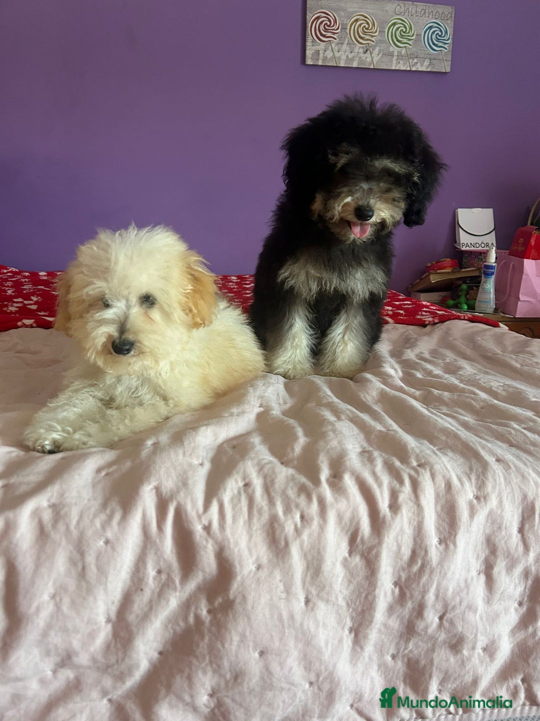 Caniche Toy perros en venta: Caniches toy !! - Imagen 4