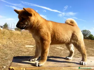 Shiba Inu perros Shiba Inu en Madrid - Anuncio 12