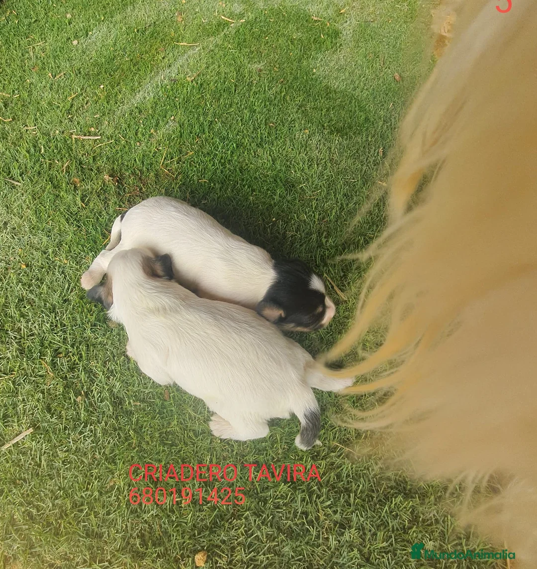 Otras razas perros en venta: Cachorros Crestado Chino con pelo. - Anuncio 6